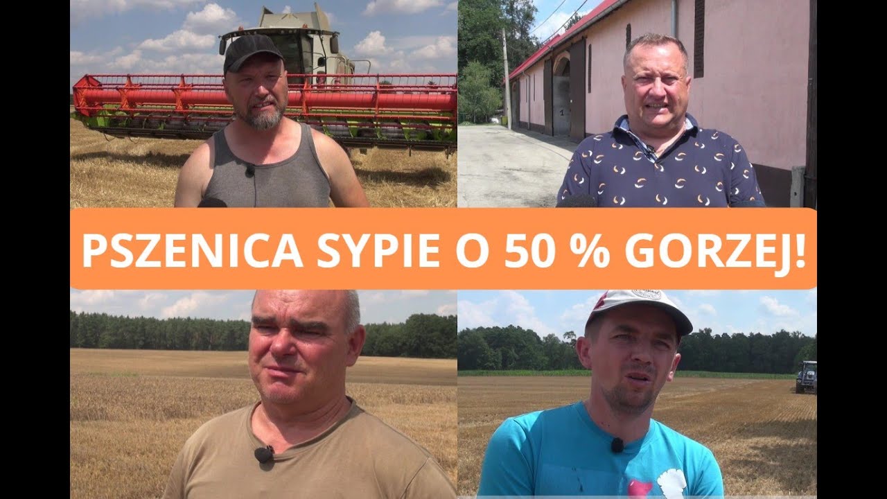 Żniwa 2024: Pszenica schodzi z pól - sprzedawać czy magazynować? PLONY O 50 proc. NIŻSZE!!!