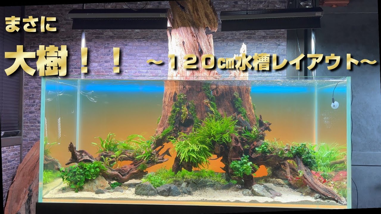 子どもの背丈を超える巨大な流木で水槽レイアウト！！　～植栽から注水まで～