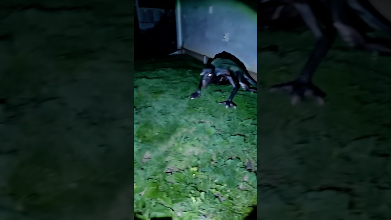 Florida Aliens Caught on Camera