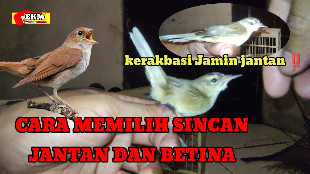 Cara membedakan Sincan jantan dan betina ‼️begini cara membedakan burung kerakbasi alis hitam 