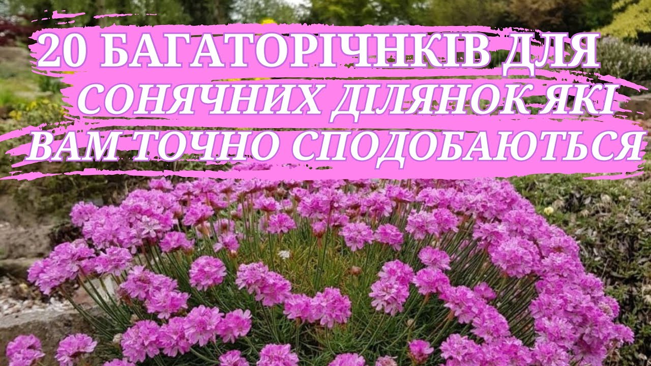БАГАТОРІЧНІ РОСЛИНИ ДЛЯ СОНЦЯ // ЩО ПОСАДИТИ НА СОНЦІ?