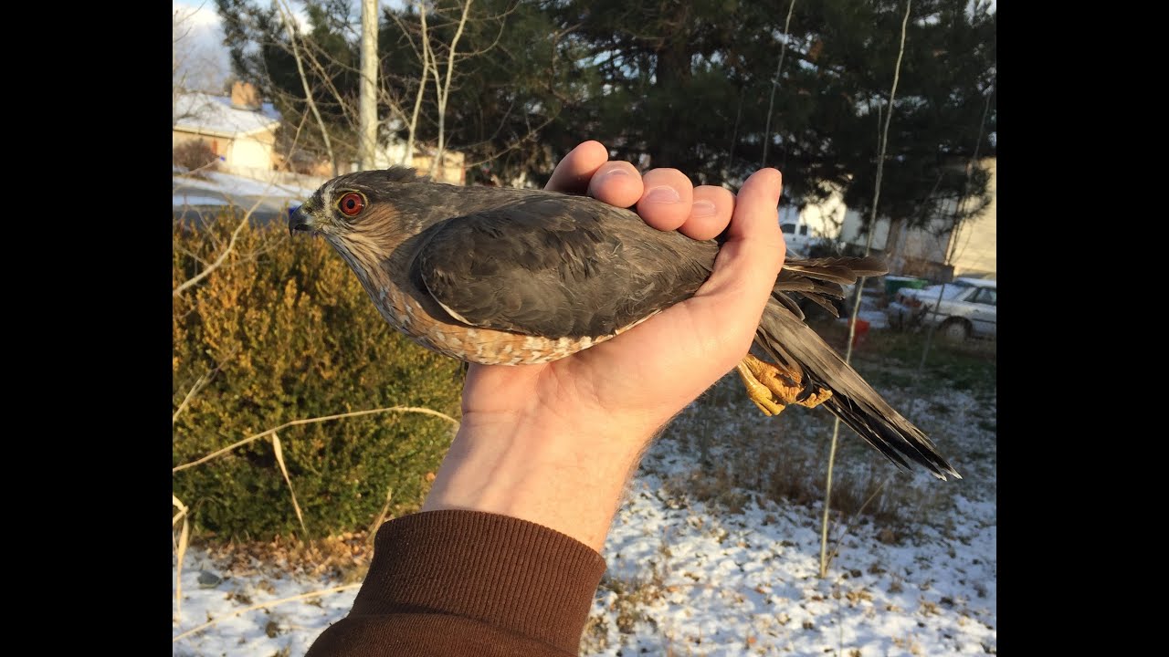 Falconry: Dart hawking