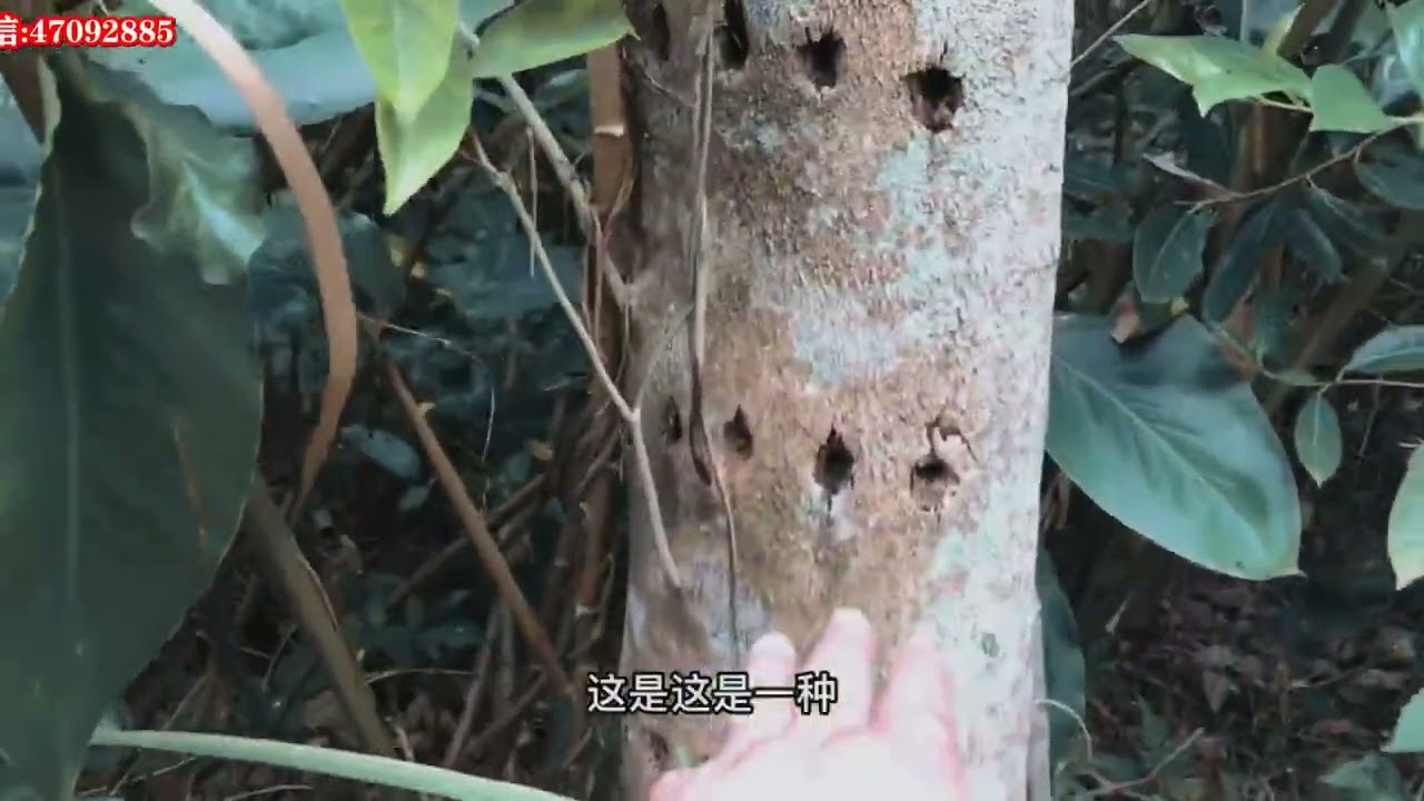 海南沉香，今天给朋友们分享，打火钻与锯口，造香的区别