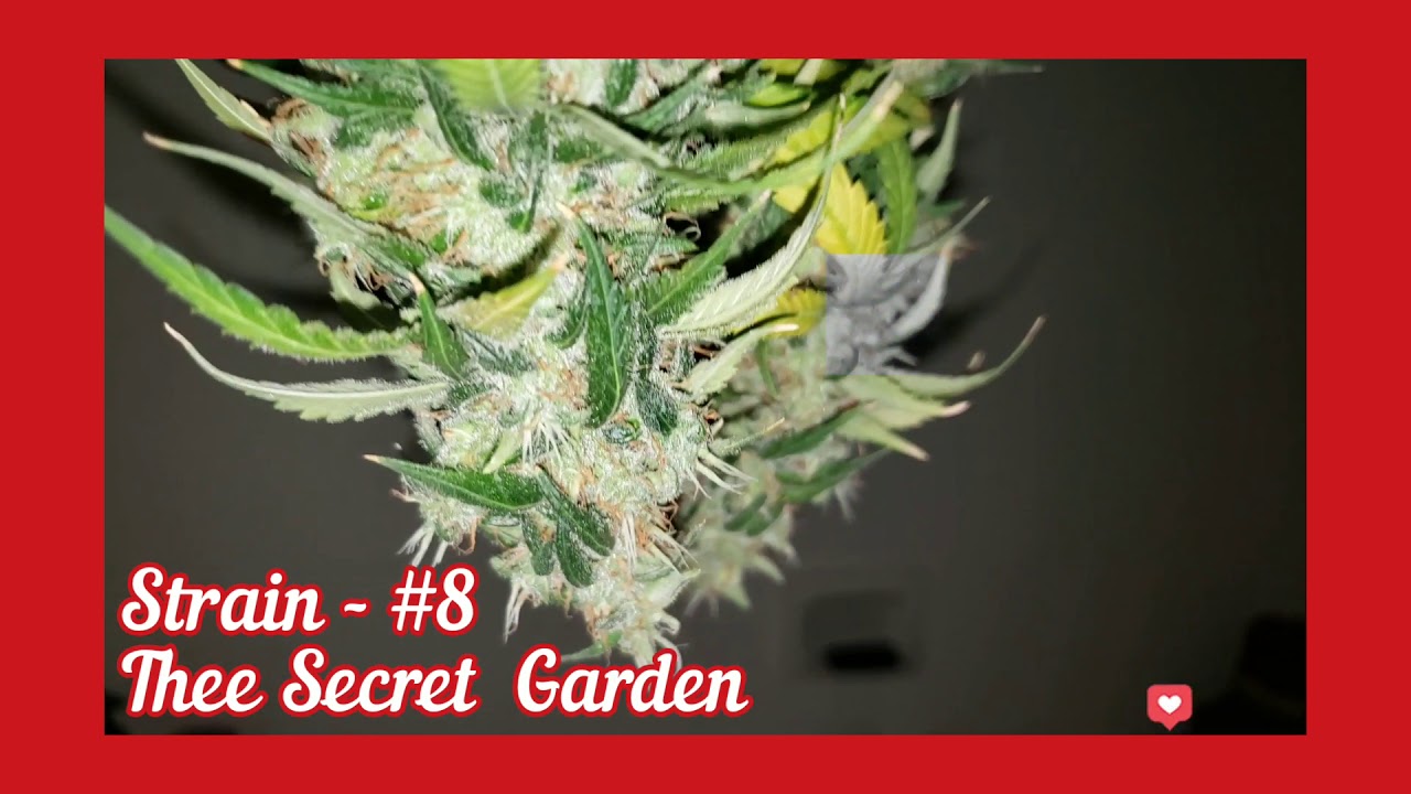 Harvest Time - #8 from Thee Secret  Garden