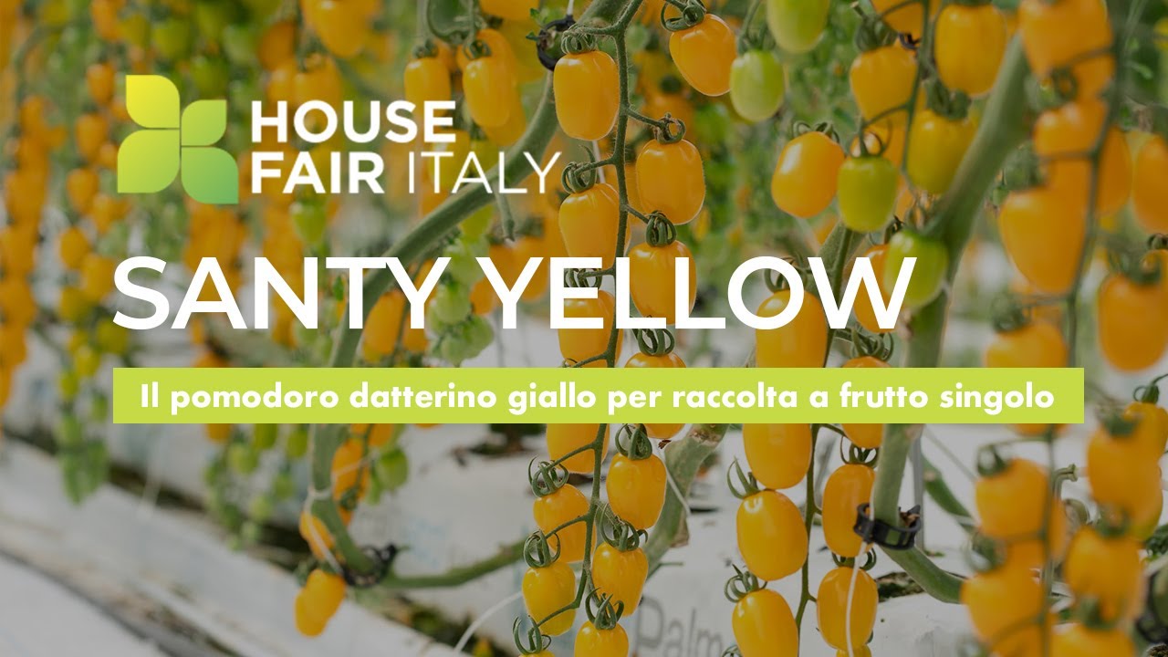 Pomodoro Datterino SANTY YELLOW by Enza Zaden - Promo per House Fair Pomodoro Sicilia 2021
