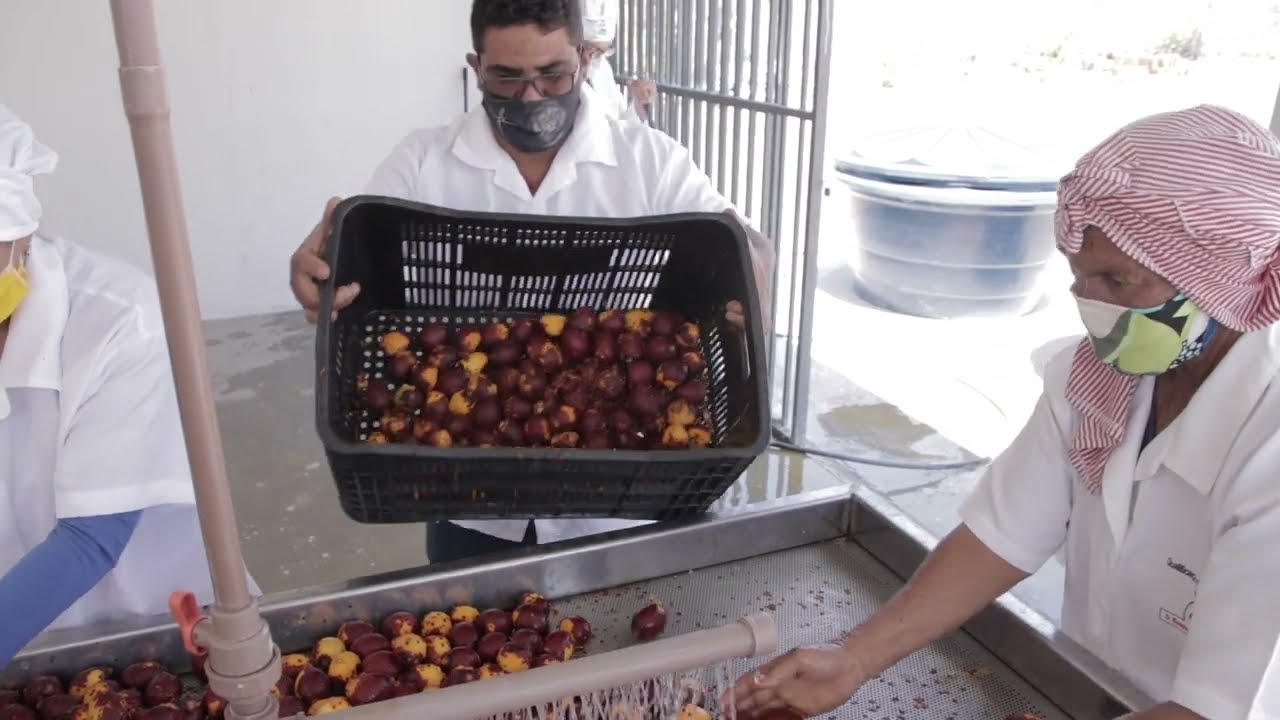 BRAZIL- Buriti- Arbol de la Vida
