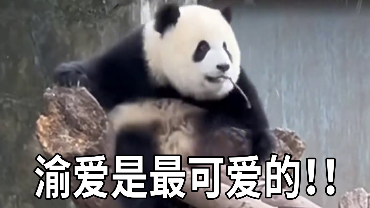 渝爱为什么人气最高有那么多人喜欢，不仅仅是因为渝爱长得可爱，更因为渝爱聪明可爱保护家人！【你好大熊猫】
