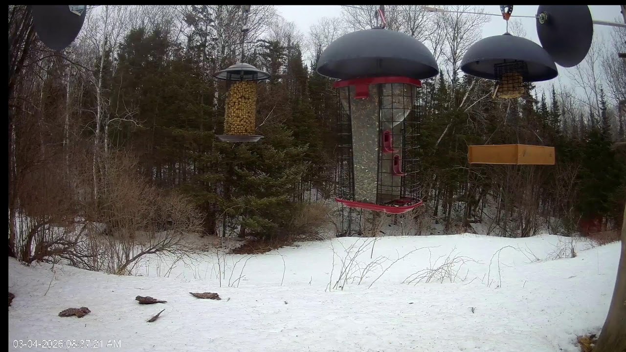 Bird Feeder Cam