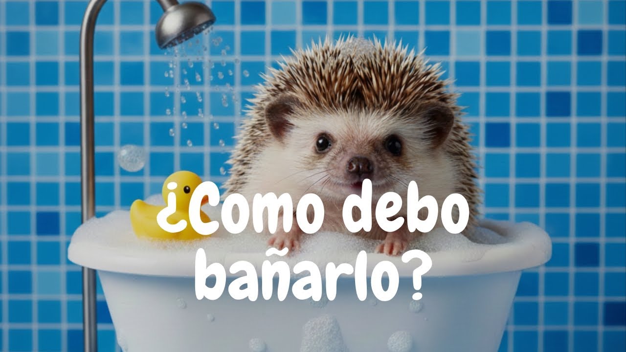 ¿Como bañar a mi eribebé? | Erizoo México | Venta de Erizos  en México