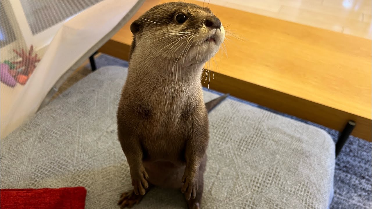 カワウソと一緒に暮らして大変なこと５選…！ 5 difficulties of living with otters...!