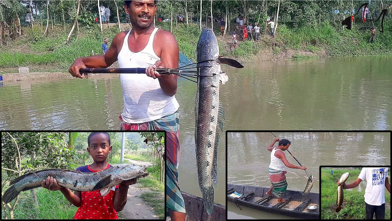 বিরাট বড় গজার মাছ শিকার করার আজব দৃশ্য | fishing technique using by arrow | fishing expert(part-202)