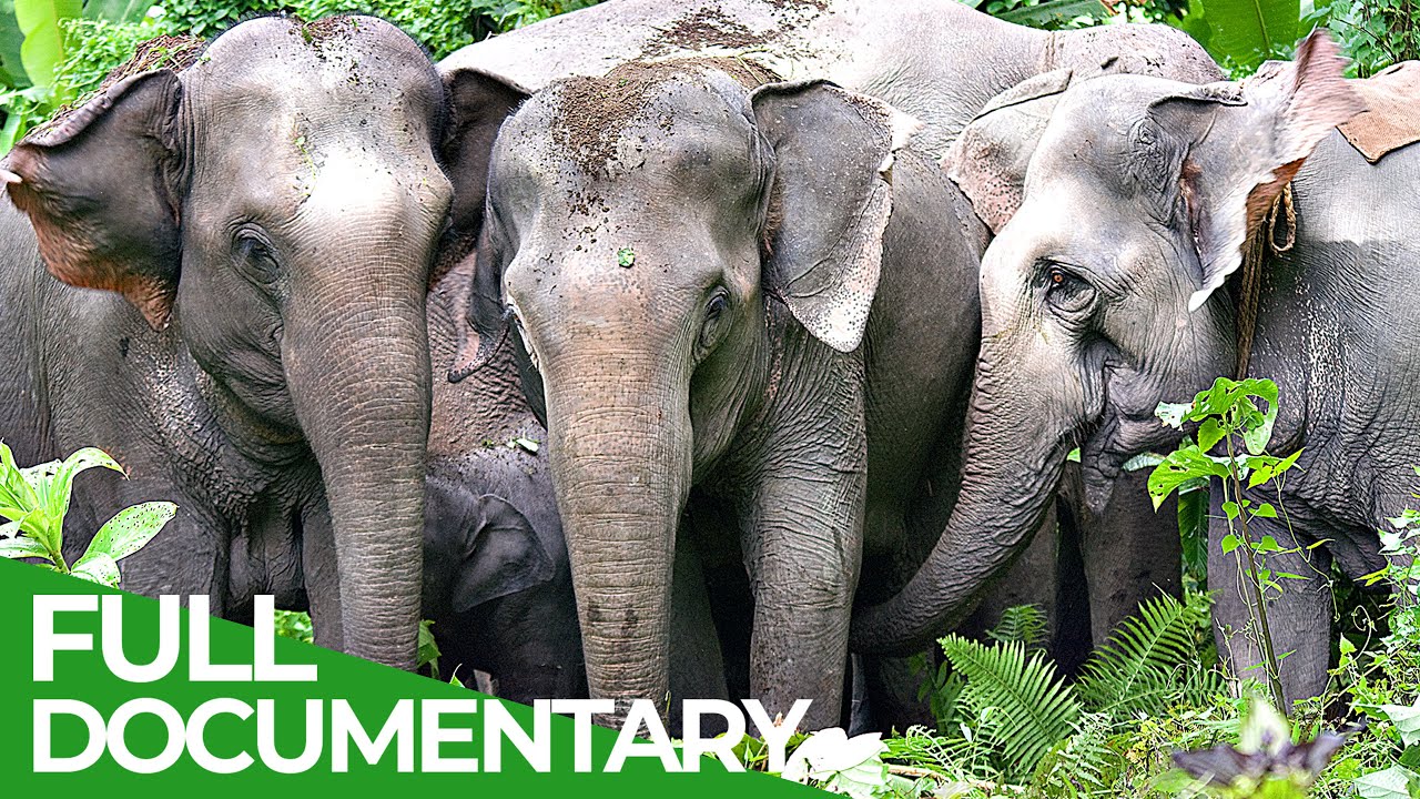 China's Last Elephants | Free Documentary Nature