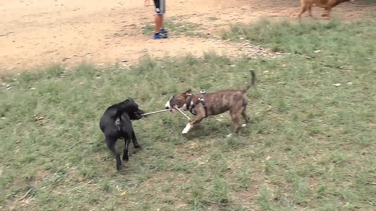 Mini Bull Terrier and Staffordshire Bull Terrier Playing