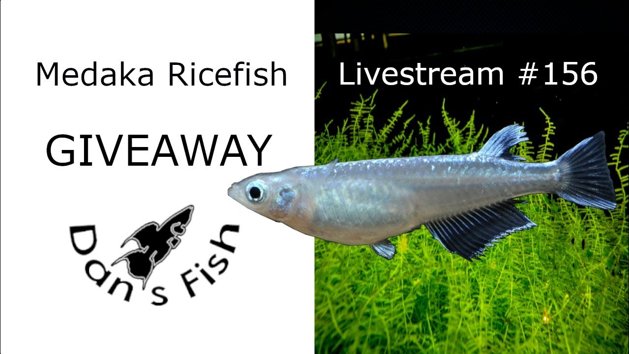 Medaka Ricefish Giveaway - Livestream #156