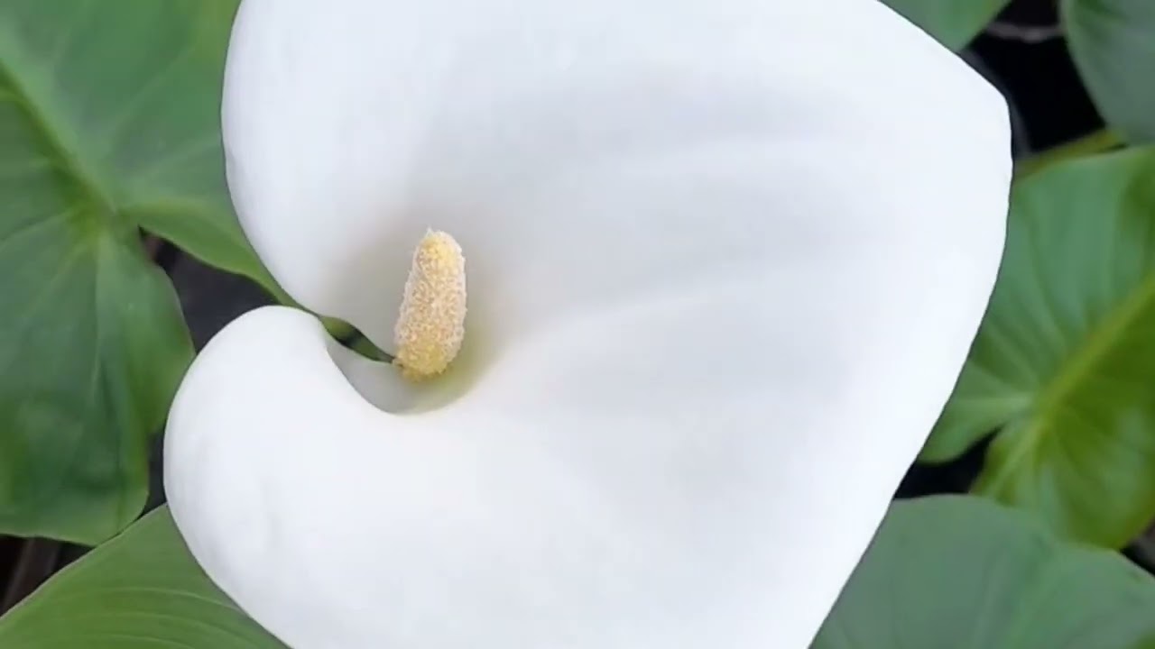 КАЛА ЕФІОПСЬКА УМОВИ ПРАВИЛЬНОГО ПІДХОДУ #кала#ефіопська#garden#plant#квіти
