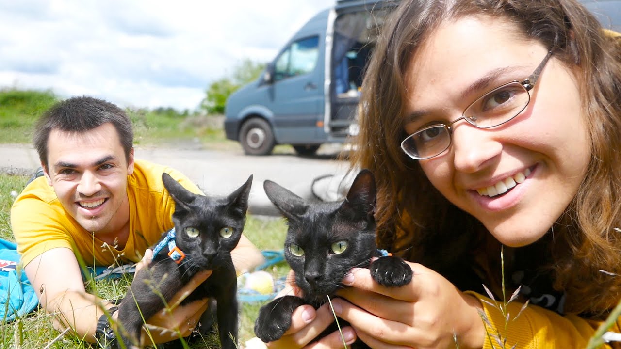 Fulltime Vanlife Cats...Adpotion + first drive! Part 2