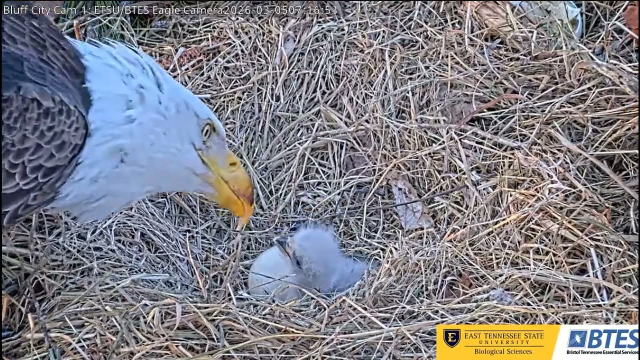 Bluff City ETSU/BTES Eagle-.- Frances & Franklin- Pierwsze, trudne karmienie BC28🐥🌹🍀🥚 🌹🍀05/03/2026