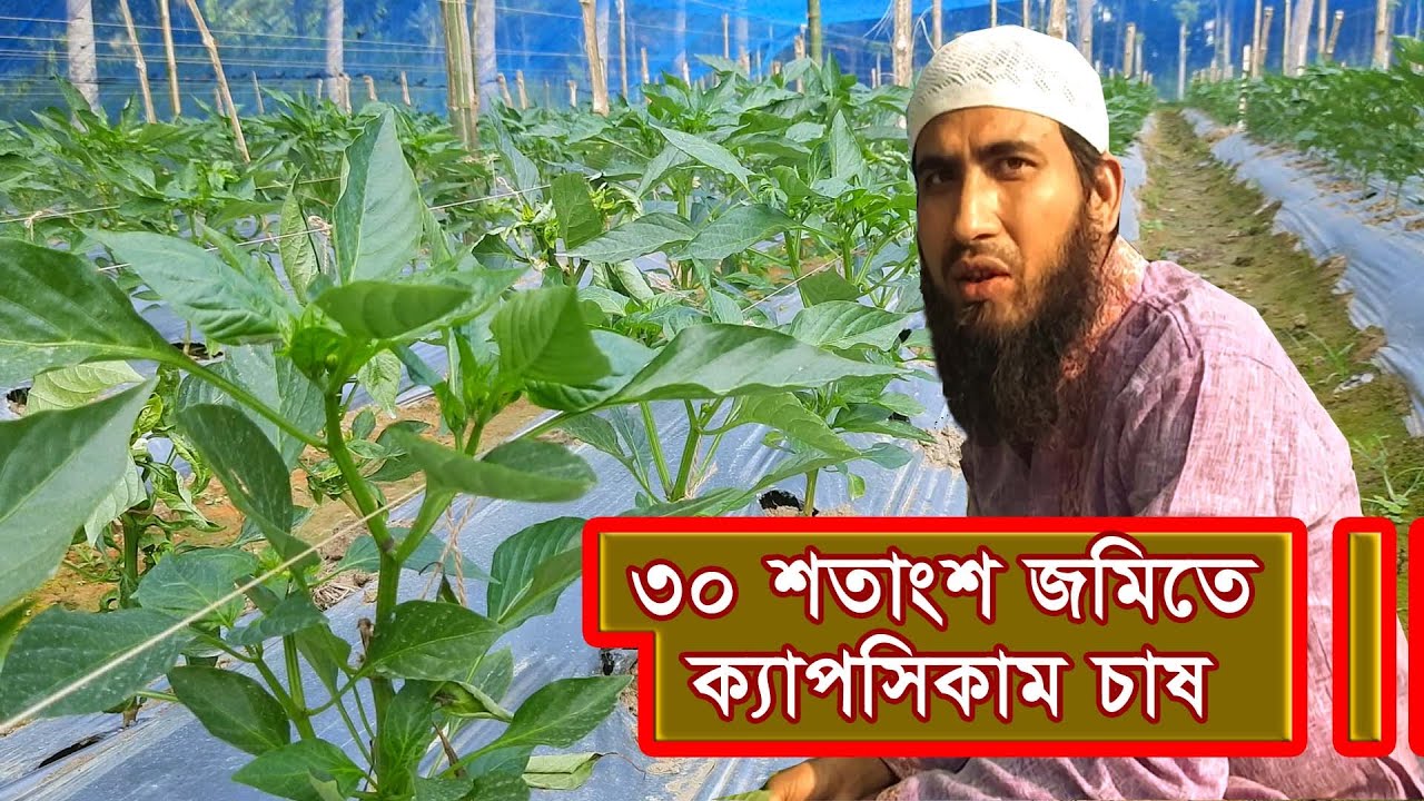 ৩০ শতাংশ জমিতে ক্যাপসিকাম চাষ, Capsicum Cultivation Method l Roza Agro