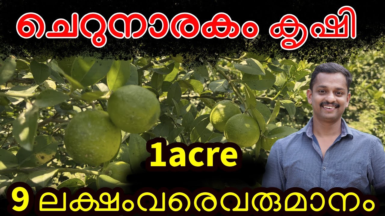 ചെറുനാരക കൃഷി #Market Lemon Cultivation #Cherunaranga krishi #Lemon cultivation in malayalam #kL06