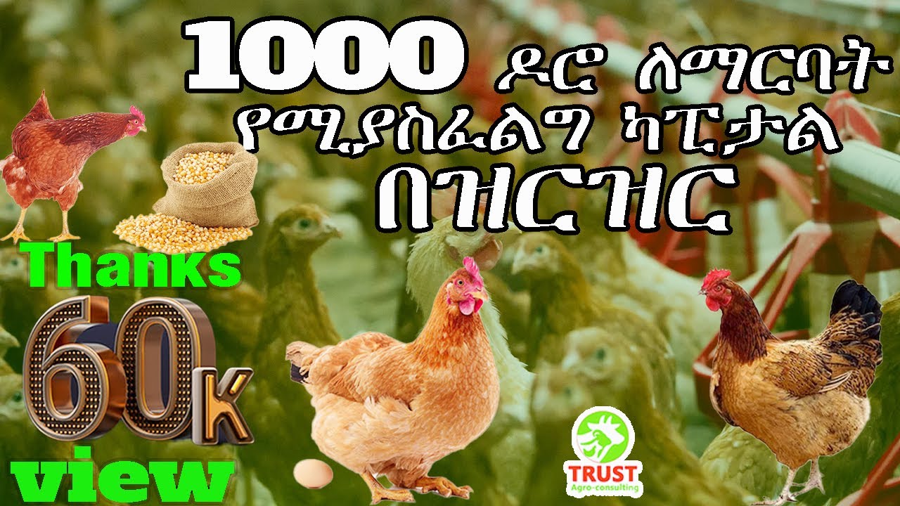 1000 ሺ ዶሮ ለማርባት የሚያስፈልግ ካፒታል በዝርዝር