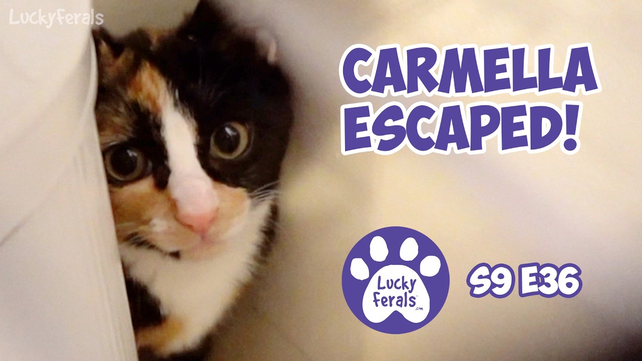 Carmella Escaped - Rescue Kitten Day 38 - Lucky Ferals Cat Vlog S9 E36