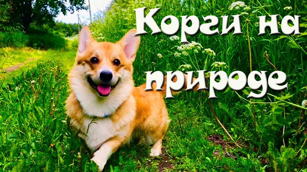 Знакомство с дачей или куча приключений корги :))