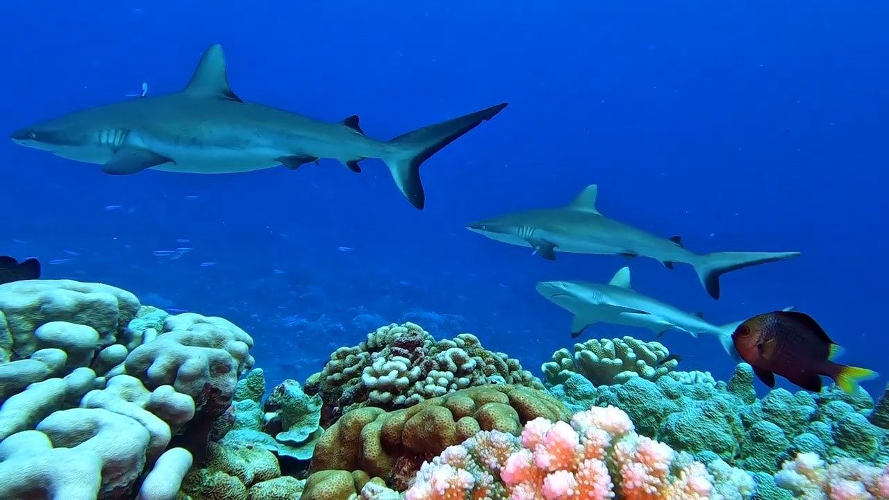Fakarava south pass with Naboo & Seaborne