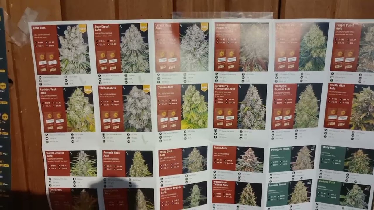 Barney's Farm's seed's 