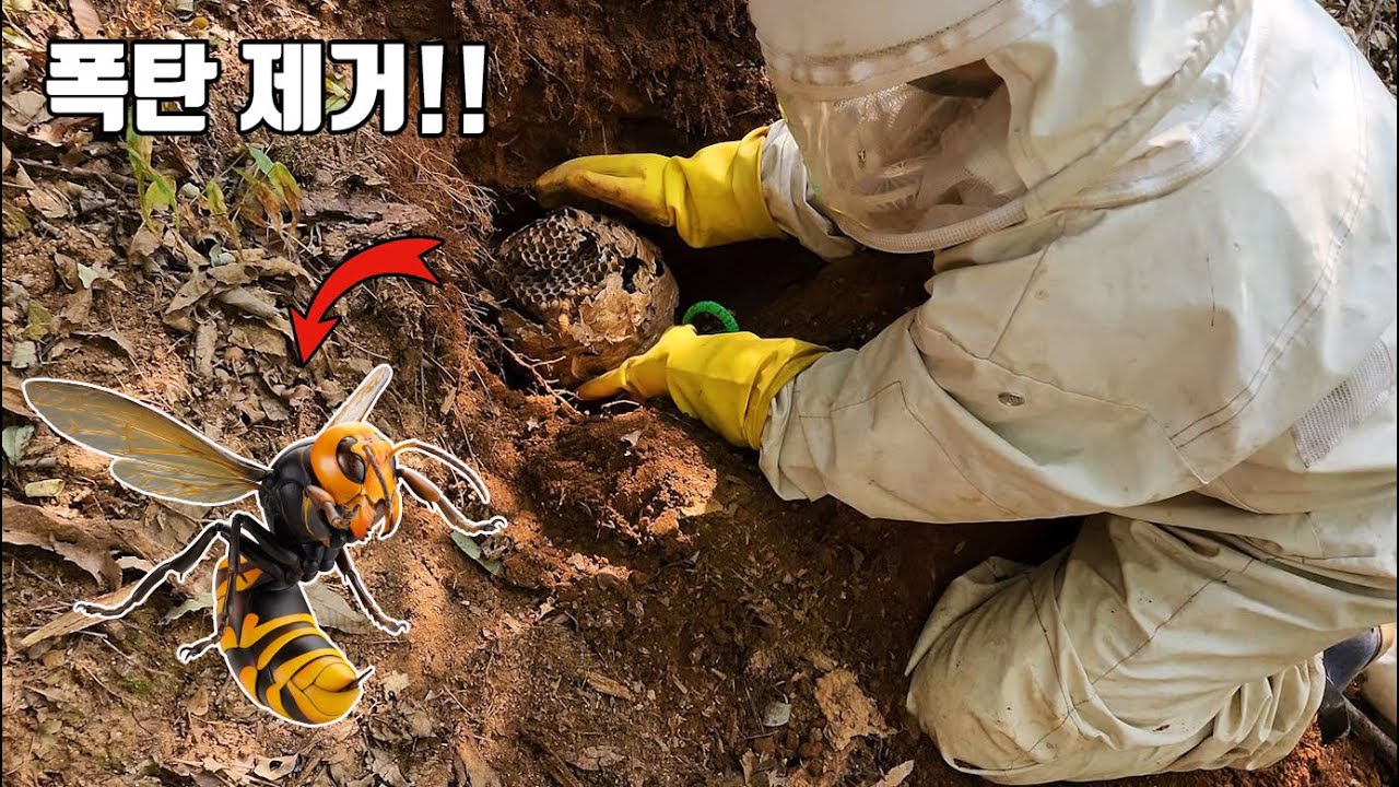 살아있는 핵폭탄! 무시무시한 장수말벌집을 통째로 수확해봤습니다. 살벌하네요 ㄷㄷ