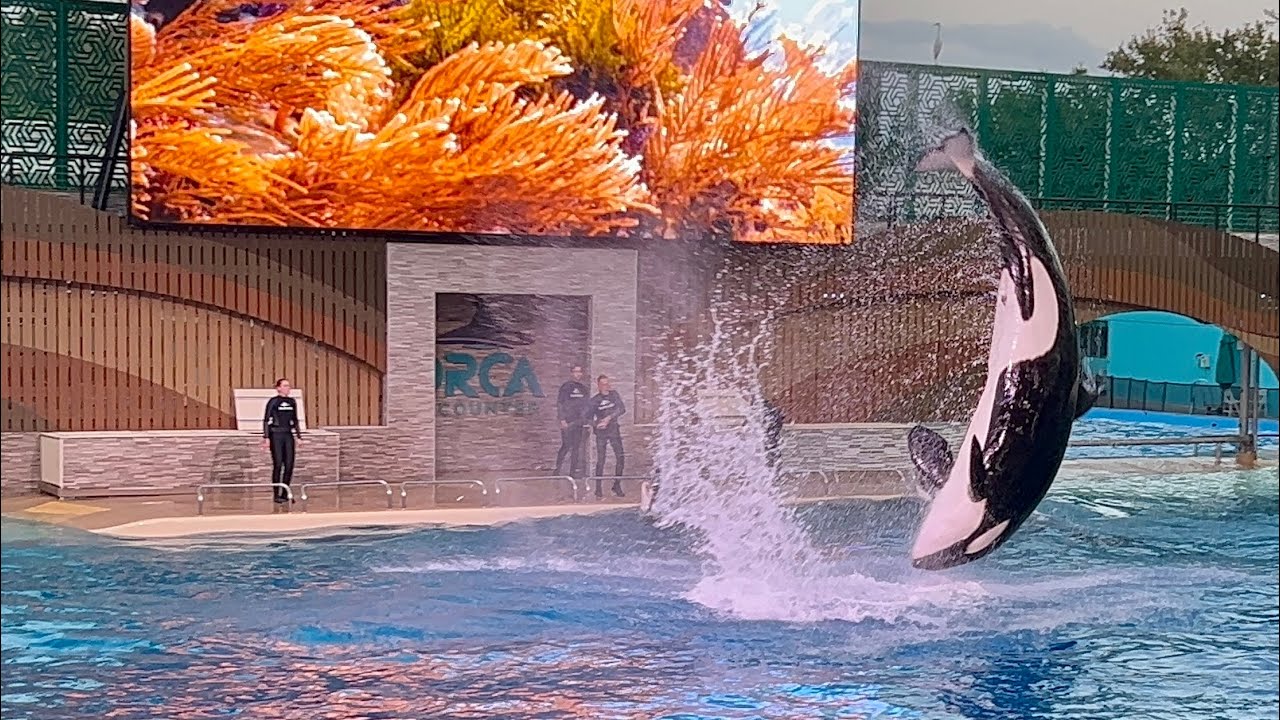 Orca Encounter (Sunset Show - Full Show in 4K) | SeaWorld Orlando | November 13, 2024