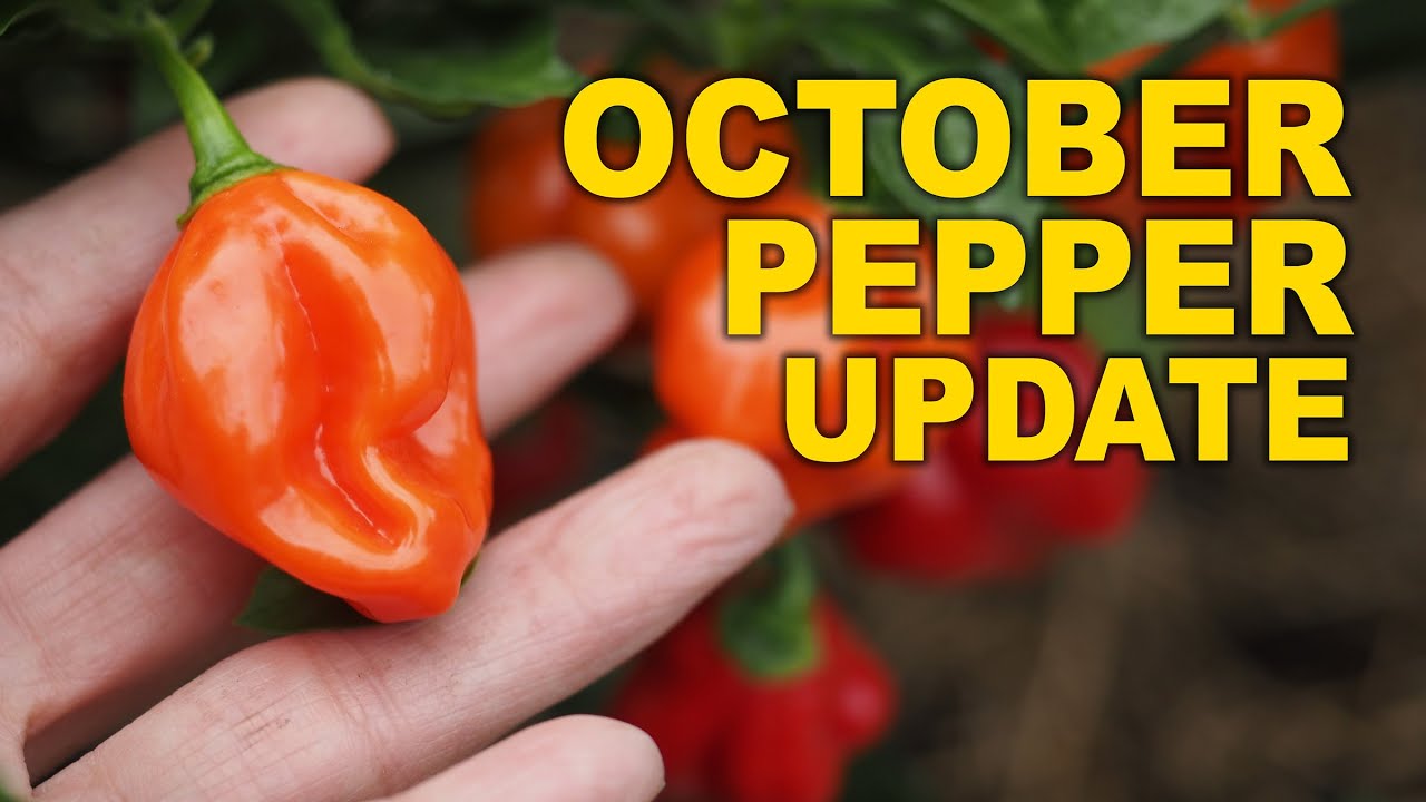 Обновление Pepper в октябре. Конец сезона