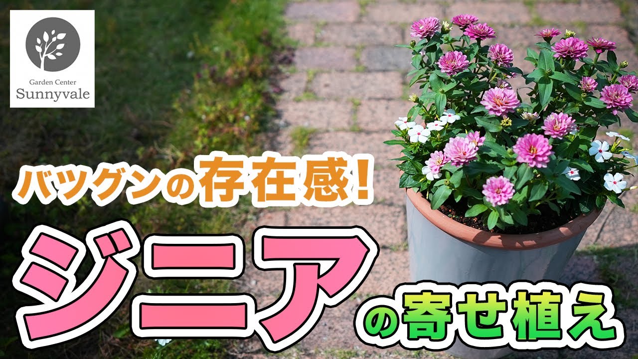 【ジニアの寄せ植え】これひとつでお庭の主役に！