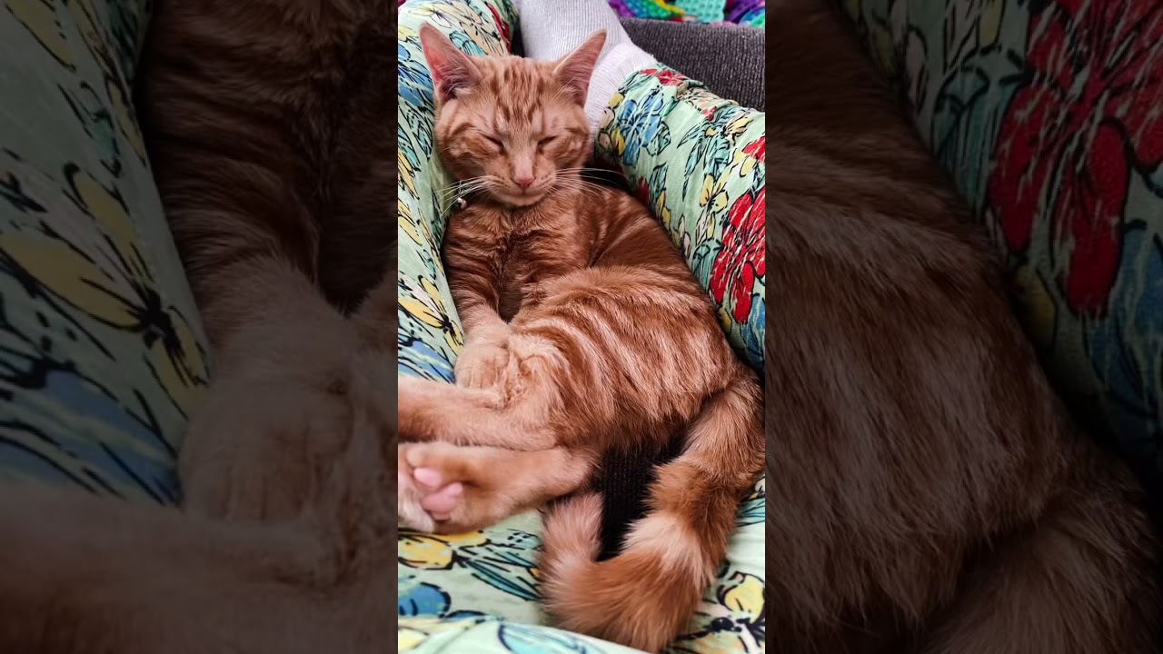 Pet Friends 2021-2022