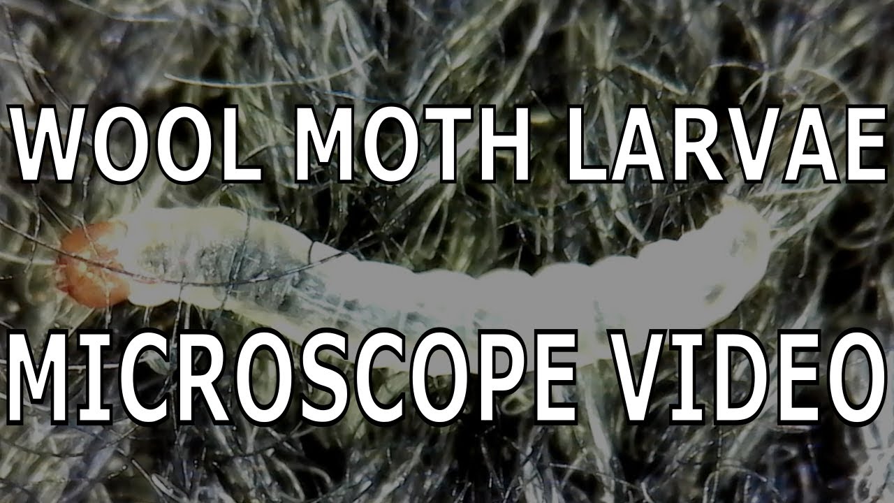 Wool Moth Larvae Video