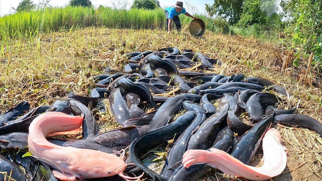 Unbelievable Wild Catfish Harvest in Rice Field! Giant Pink & Black Catfish Catch