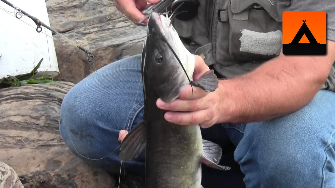 Catching catfish at Dam 5 on the Upper Potomac