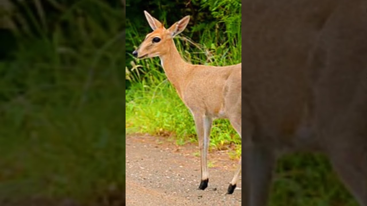 Common Duiker at Gullele Botanic Garden#botanicalgarden #destination #explore