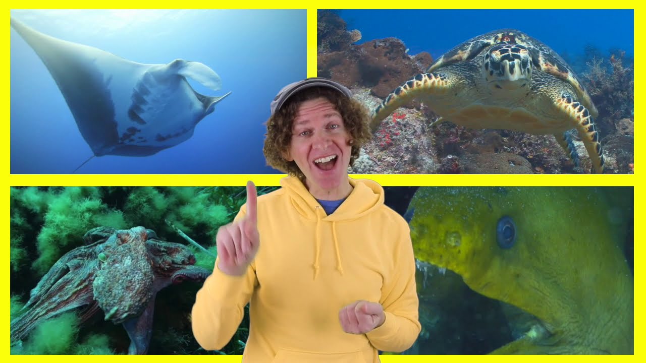 Sea Creatures Part 2 Finger Family Song with Matt | Dream English Kids