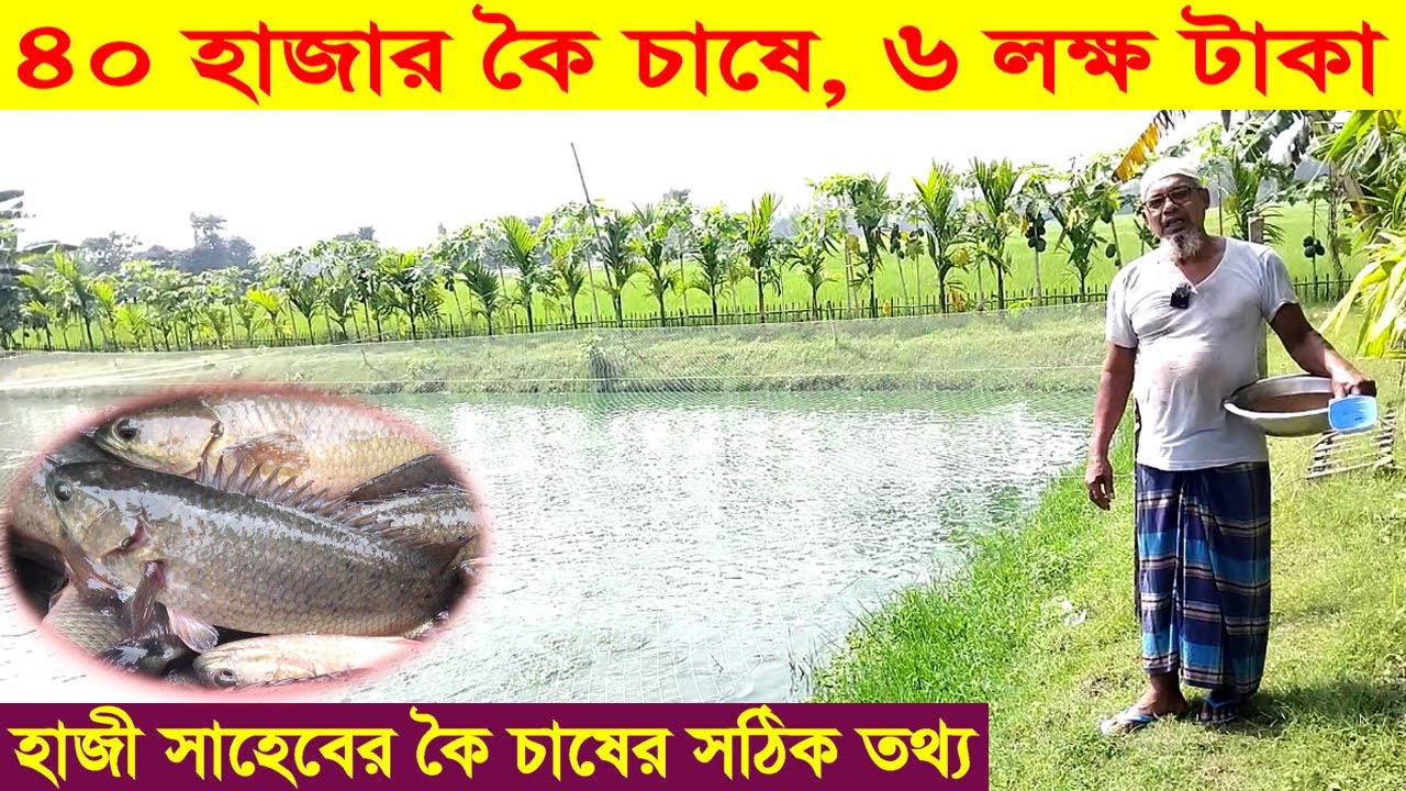 ৪০ হাজার কৈ চাষে ৬ লক্ষ টাকা । হাজী সাহেবের কৈ চাষের সঠিক তথ্য । Koi Fish Farming । Swadesh BD
