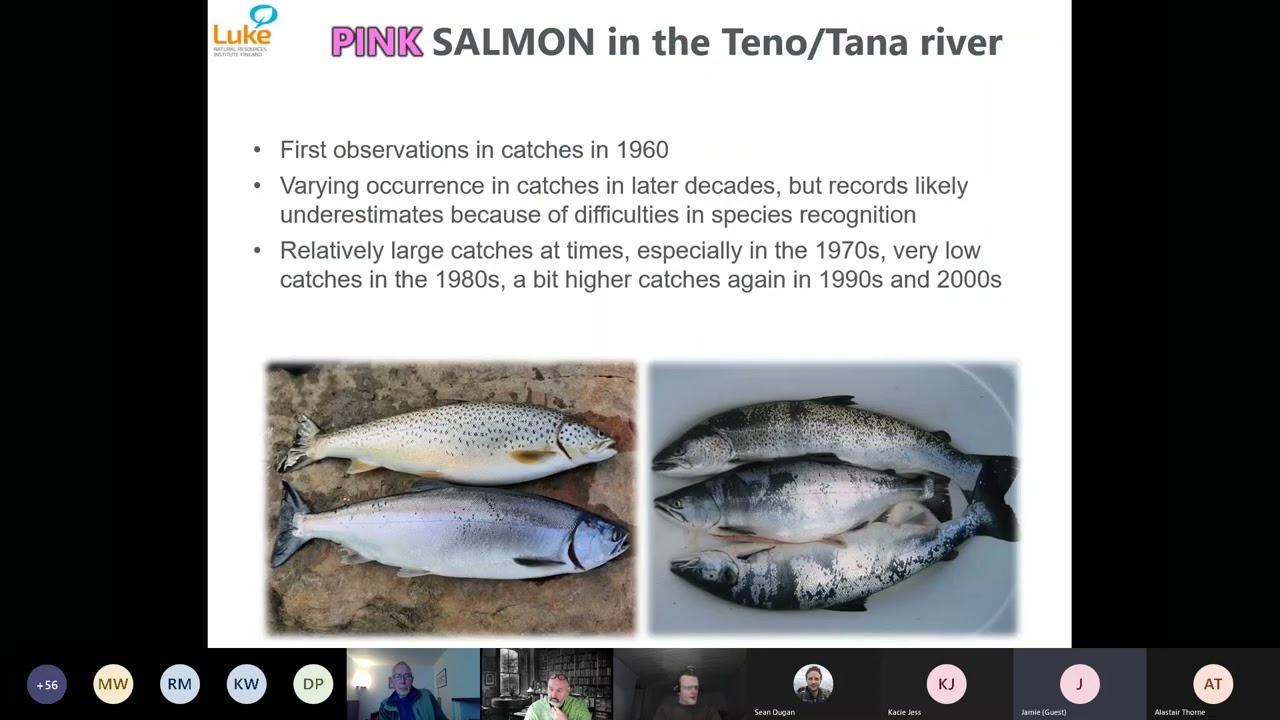 Pink salmon in the northernmost Atlantic area - Dr Jaakko Erkinaro