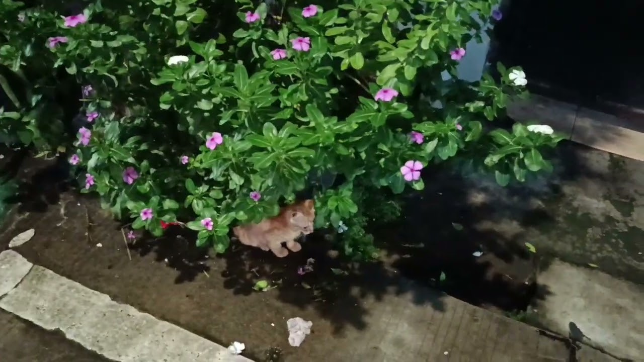 Natasha shine (kau punya yg lain) #funnycats #cat #kucing #kucinglucu #animals 
