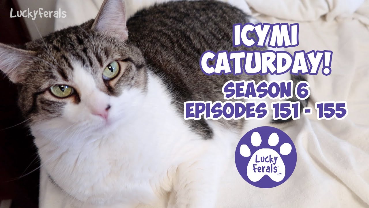 ICYMI Caturday! * Lucky Ferals S6 Episodes 151 - 155 * Cat Videos Compilation - Feral Kittens