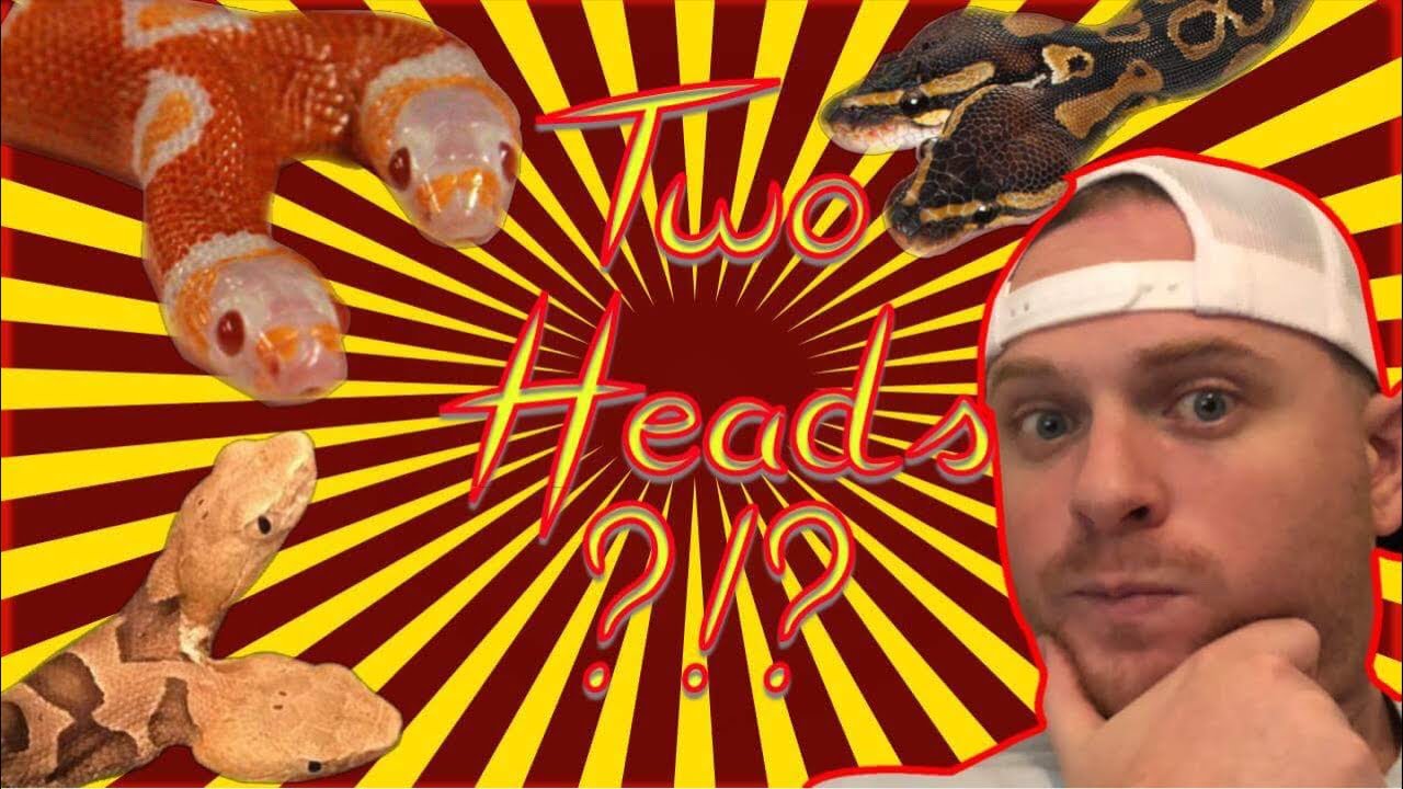 ARE TWO HEADS REALLY BETTER THAN ONE?  TWO HEADED COPPERHEAD STORY!!!!