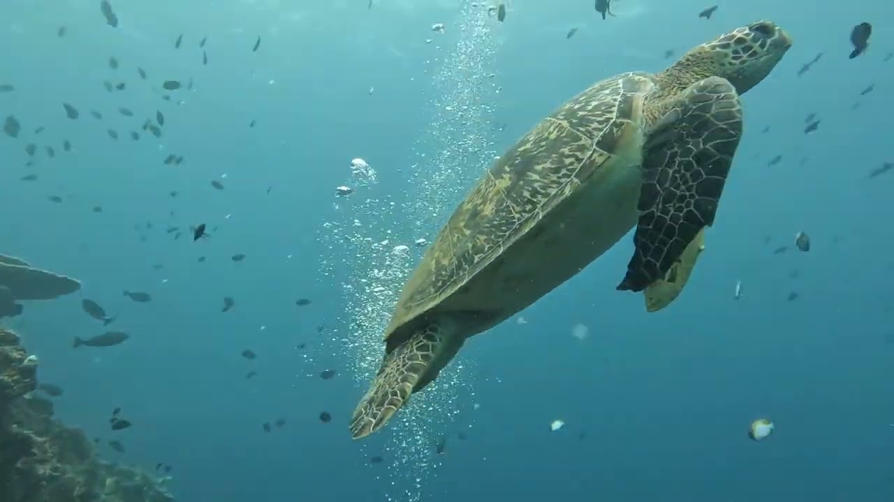 Apr 1-2'25 Bunaken