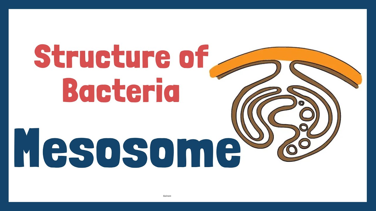 Structure of Bacteria | Part 6 | Mesosome