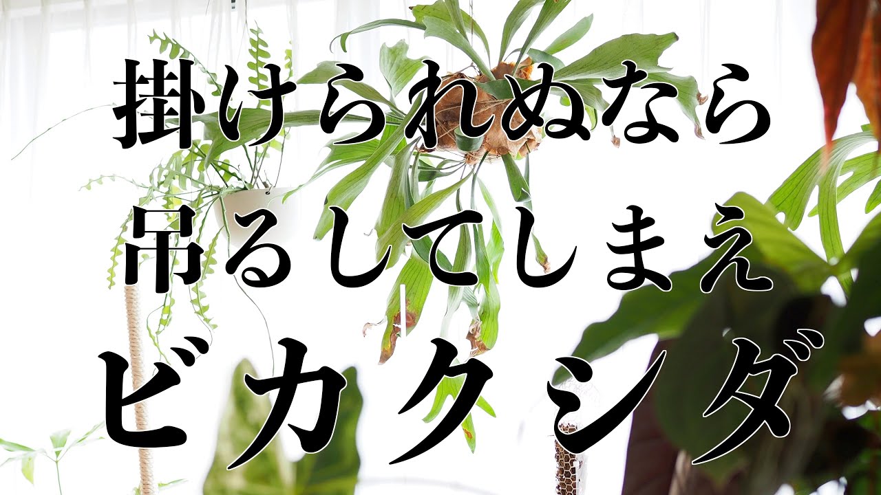 【ビカクシダ置き場所問題】壁掛けNGなら空中へ【苔玉】