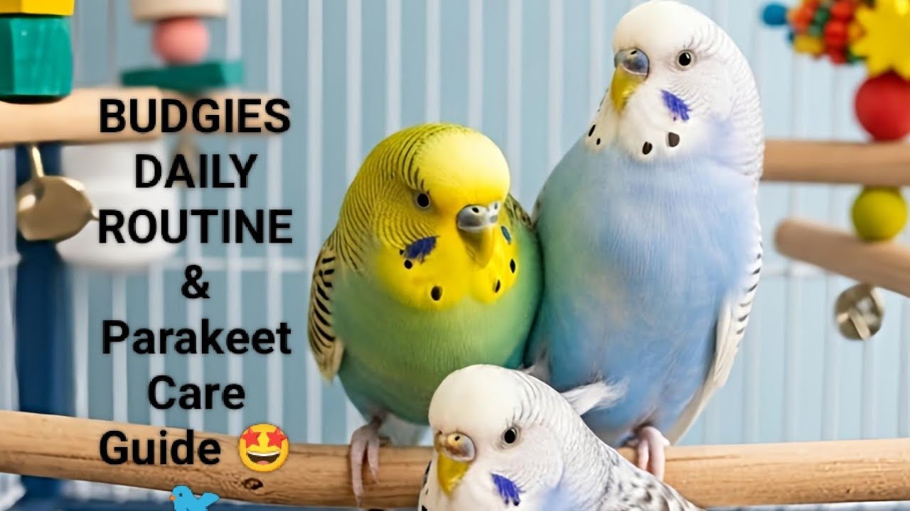 BUDGIES DAILY ROUTINE & The BEST Care Guide 🤩🐦