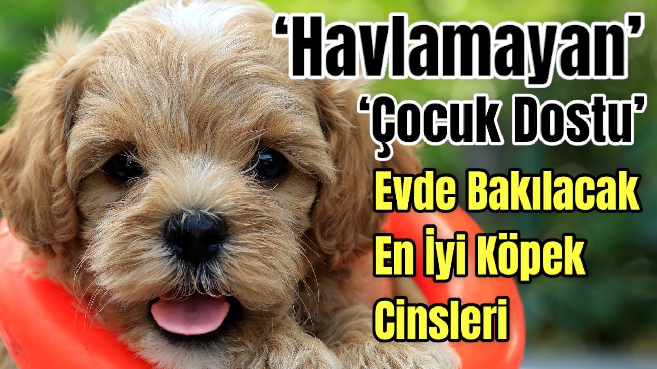 Evde Beslenecek En İyi Köpek Cinsleri | Zeki Aile Köpekleri