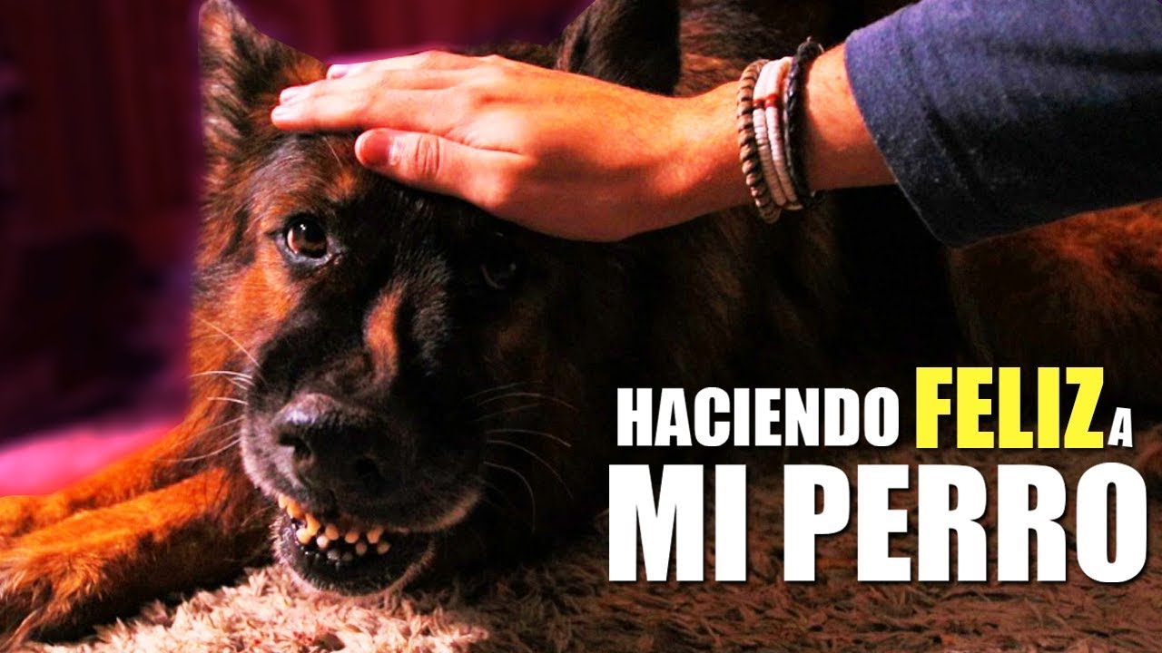 HACIENDO FELIZ A MI PERRO