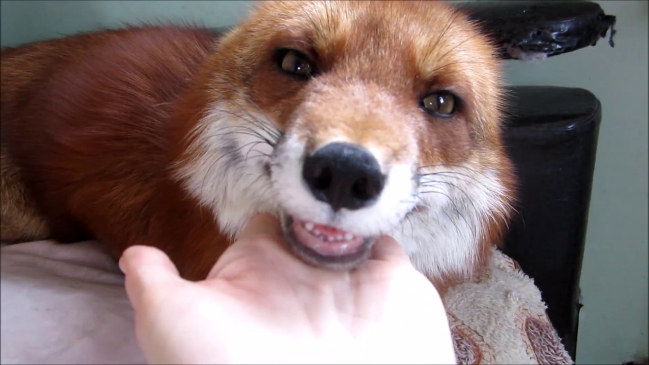 Лисички, по сути, это такие же дети